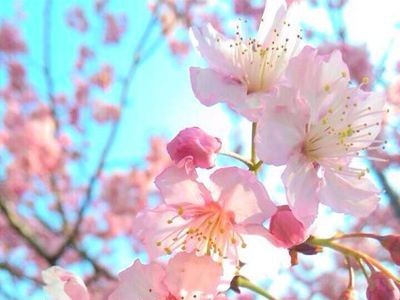 大理樱花种植基地供应5万株图4