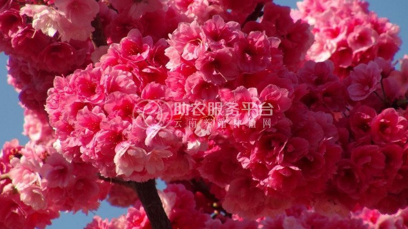 大理樱花种植基地供应5万株图5