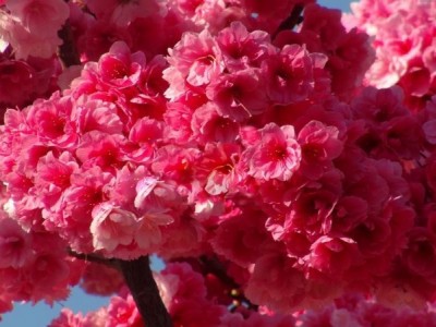 大理樱花种植基地供应5万株图5