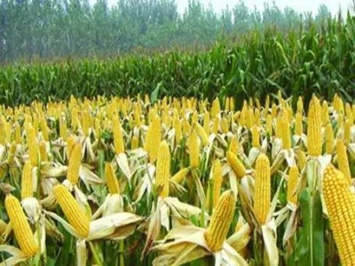 昆明玉米种植基地供应量80吨图3