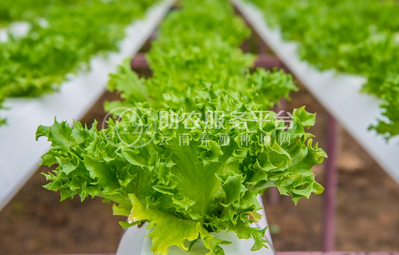 红河生菜种植中心供应量 3吨图1