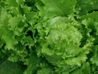 红河生菜种植中心供应量 3吨图2