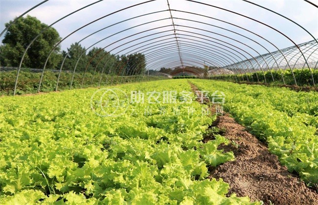 红河生菜种植中心供应量 3吨图3