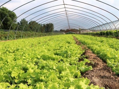 红河生菜种植中心供应量 3吨图3