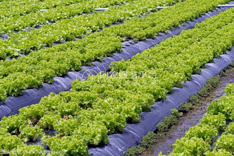红河生菜种植中心供应量 3吨图6