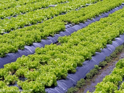红河生菜种植中心供应量 3吨图6
