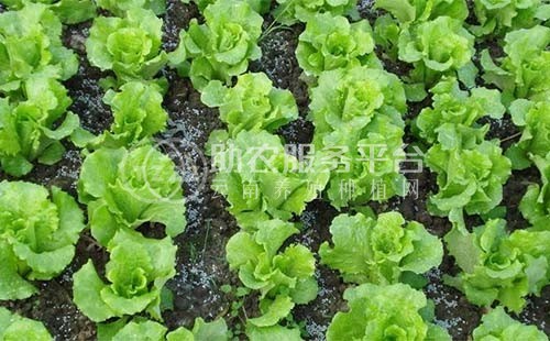 红河生菜种植中心供应量 3吨图7