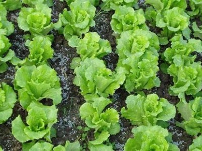 红河生菜种植中心供应量 3吨图7