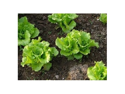红河生菜种植中心供应量 3吨图8