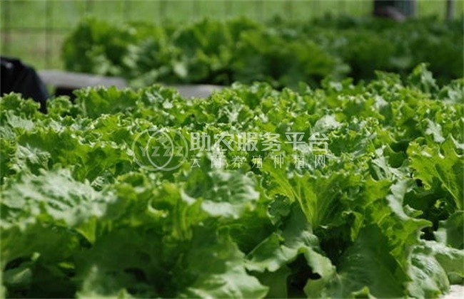 红河生菜种植中心供应量 3吨图4
