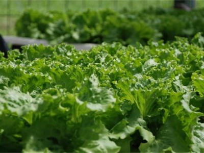 红河生菜种植中心供应量 3吨图4