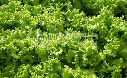 红河生菜种植中心供应量 3吨图5