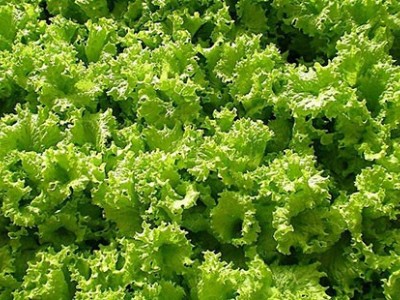 红河生菜种植中心供应量 3吨图5