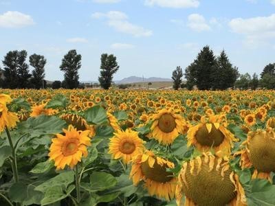 昆明向日葵种植基地供应量80亩图4