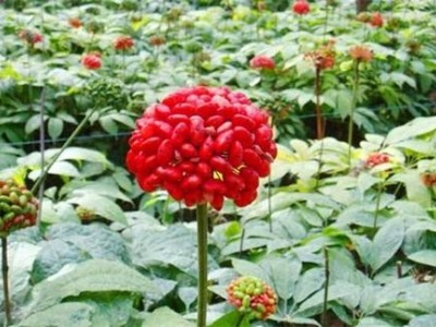 昆明三七种植基地供应量9吨