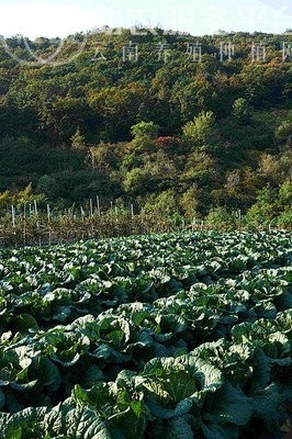 红河个旧家卷心菜种植基地 供应量3吨图2