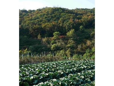 红河个旧家卷心菜种植基地 供应量3吨图2