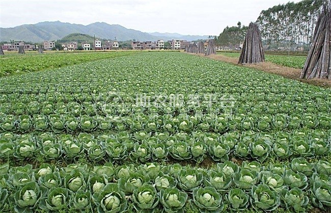 红河个旧家卷心菜种植基地 供应量3吨图3