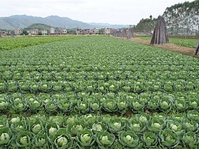 红河个旧家卷心菜种植基地 供应量3吨图3