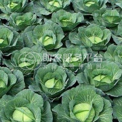 红河个旧家卷心菜种植基地 供应量3吨图1