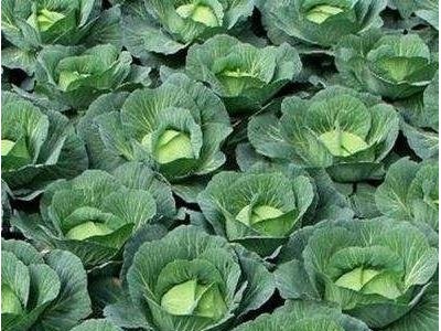 红河个旧家卷心菜种植基地 供应量3吨