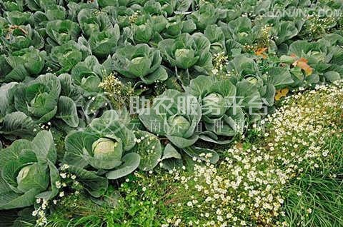 红河个旧家卷心菜种植基地 供应量3吨图5