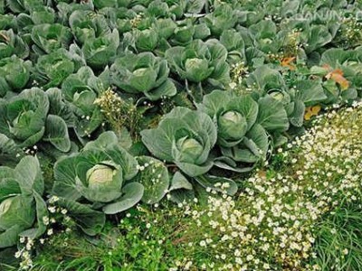 红河个旧家卷心菜种植基地 供应量3吨图5