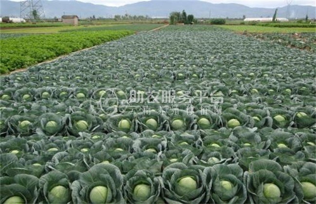 红河个旧家卷心菜种植基地 供应量3吨图4