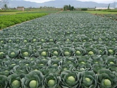 红河个旧家卷心菜种植基地 供应量3吨图4