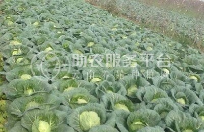 红河个旧家卷心菜种植基地 供应量3吨图6