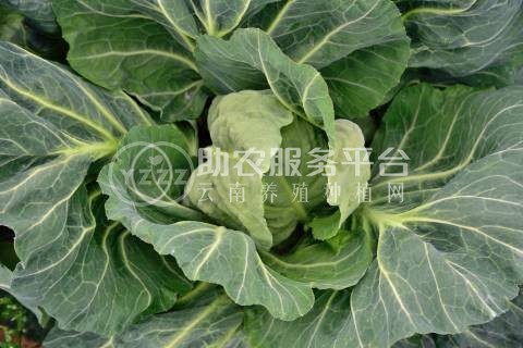 红河个旧家卷心菜种植基地 供应量3吨图7