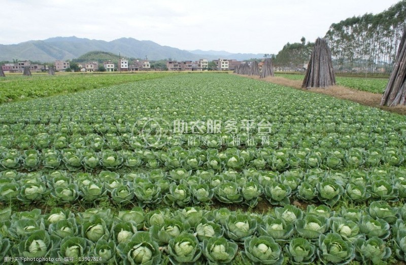 红河个旧家卷心菜种植基地 供应量3吨图8