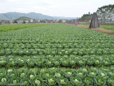 红河个旧家卷心菜种植基地 供应量3吨图8