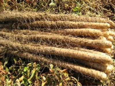 昆明山药种植基地供应量9吨图3