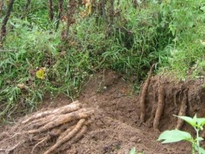昆明山药种植基地供应量9吨图2