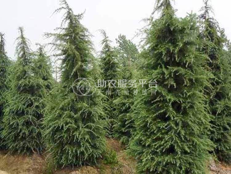 大理雪松种植基地供应5000株图1