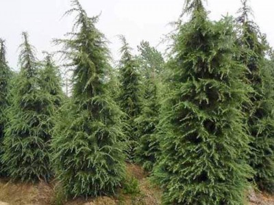 大理雪松种植基地供应5000株