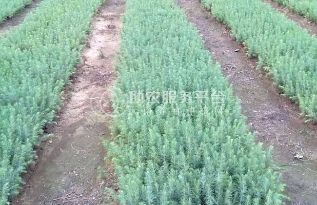大理雪松种植基地供应5000株图2