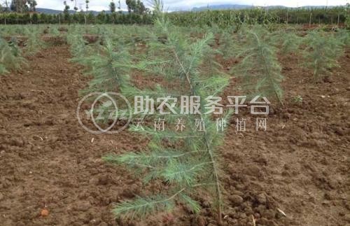 大理雪松种植基地供应5000株图3