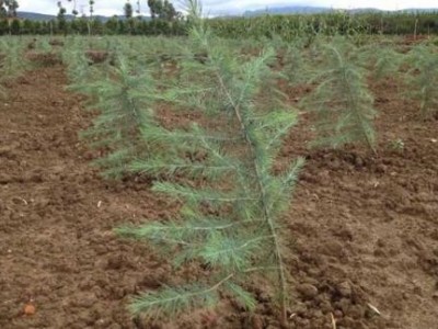 大理雪松种植基地供应5000株图3