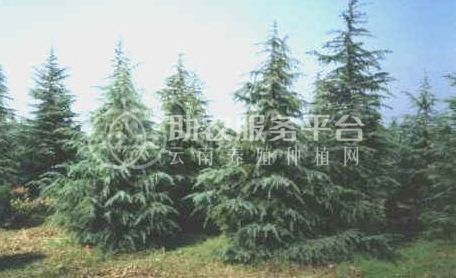 大理雪松种植基地供应5000株图4