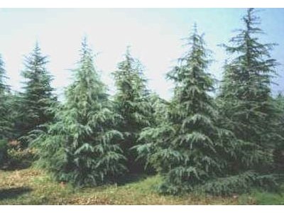大理雪松种植基地供应5000株图4