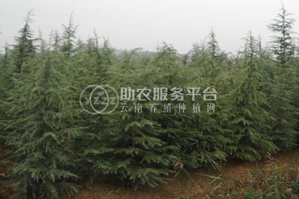 大理雪松种植基地供应5000株图5