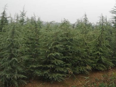 大理雪松种植基地供应5000株图5