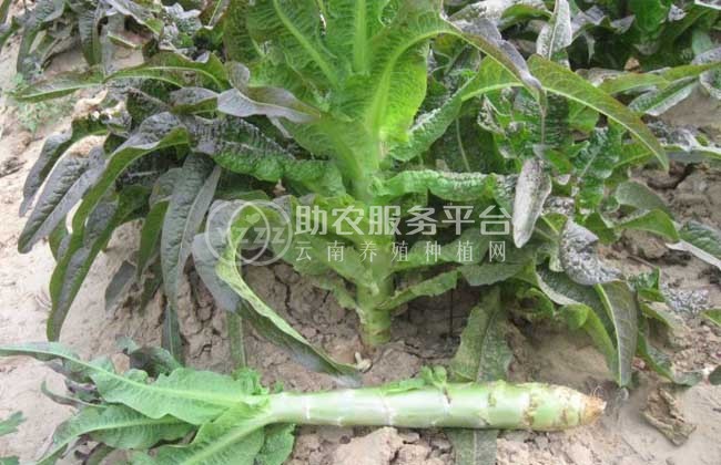 红河莴笋种植基地 供应量 7吨图3