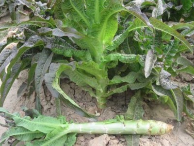 红河莴笋种植基地 供应量 7吨图3