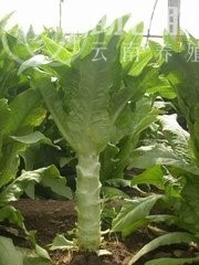 红河莴笋种植基地 供应量 7吨图2