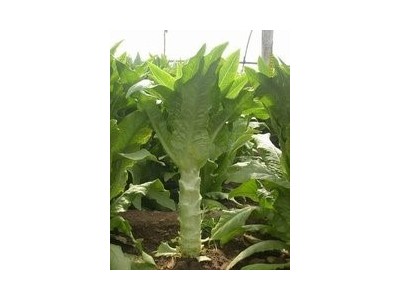 红河莴笋种植基地 供应量 7吨图2