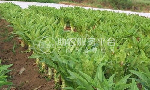 红河莴笋种植基地 供应量 7吨图1