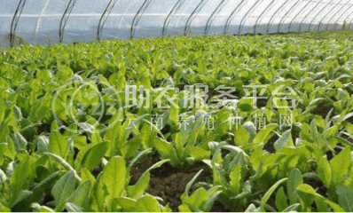红河莴笋种植基地 供应量 7吨图5
